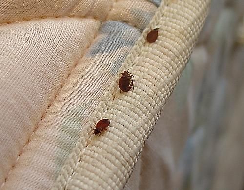 can bed bugs live on plastic mattress cover